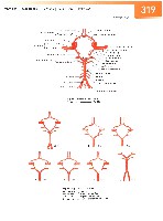 Sobotta Atlas of Human Anatomy  Head,Neck,Upper Limb Volume1 2006, page 326